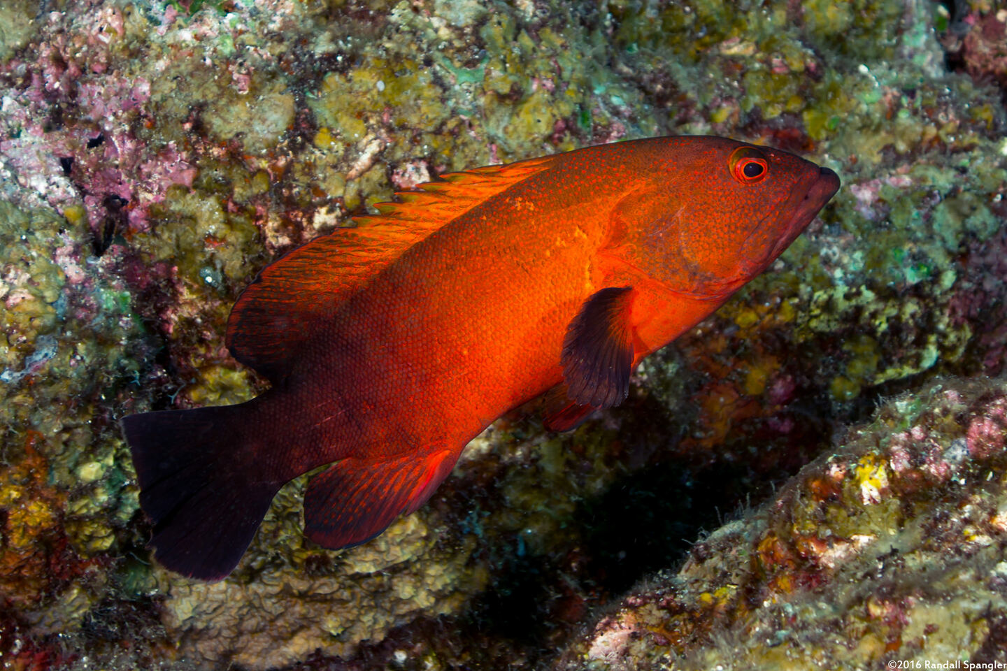 Cephalopholis sonnerati (Tomato Grouper)