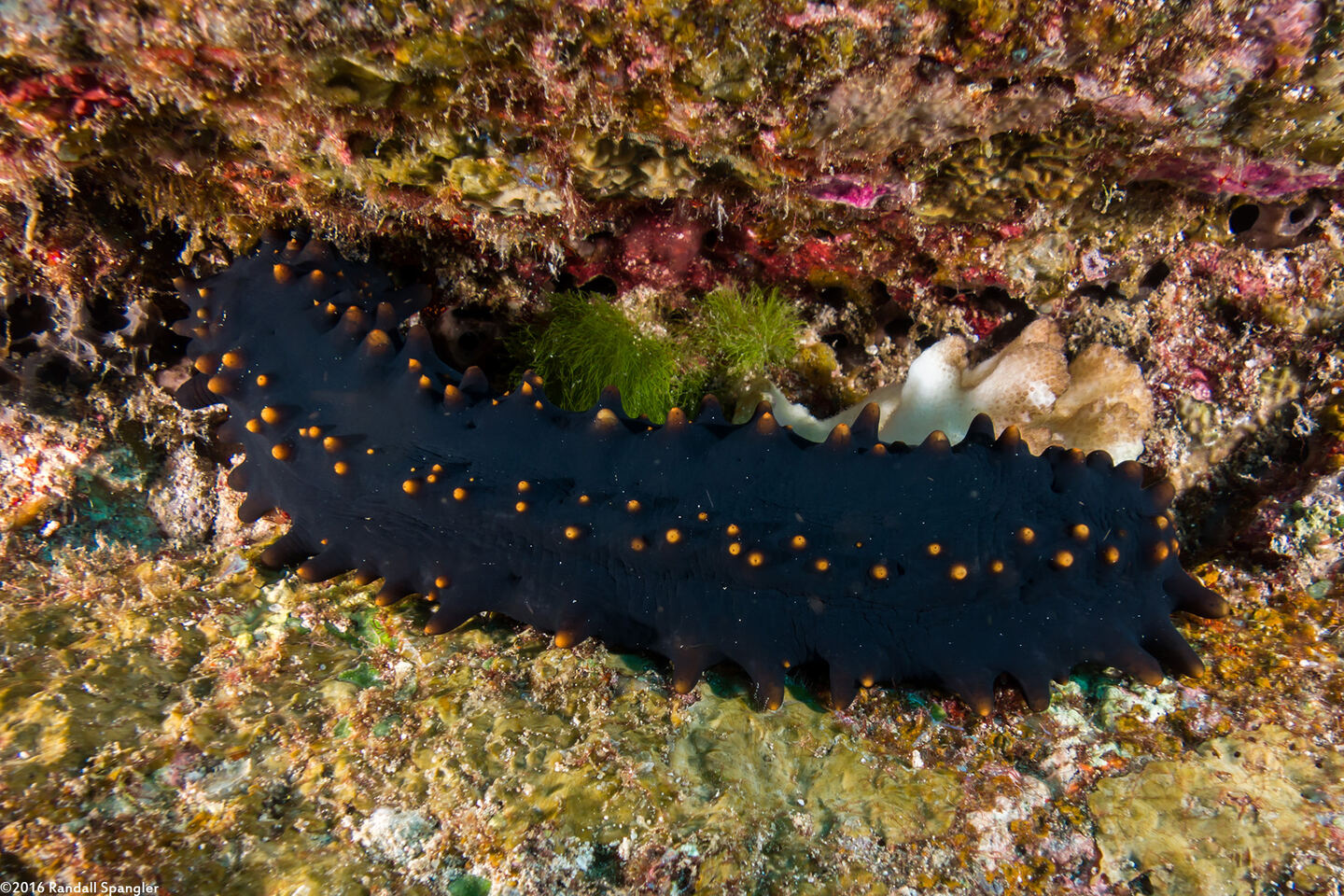 Stichopus chloronotus (Greenfish Sea Cucumber)