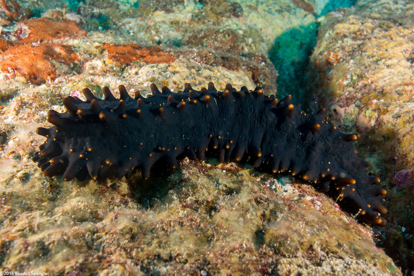 Stichopus chloronotus (Greenfish Sea Cucumber)
