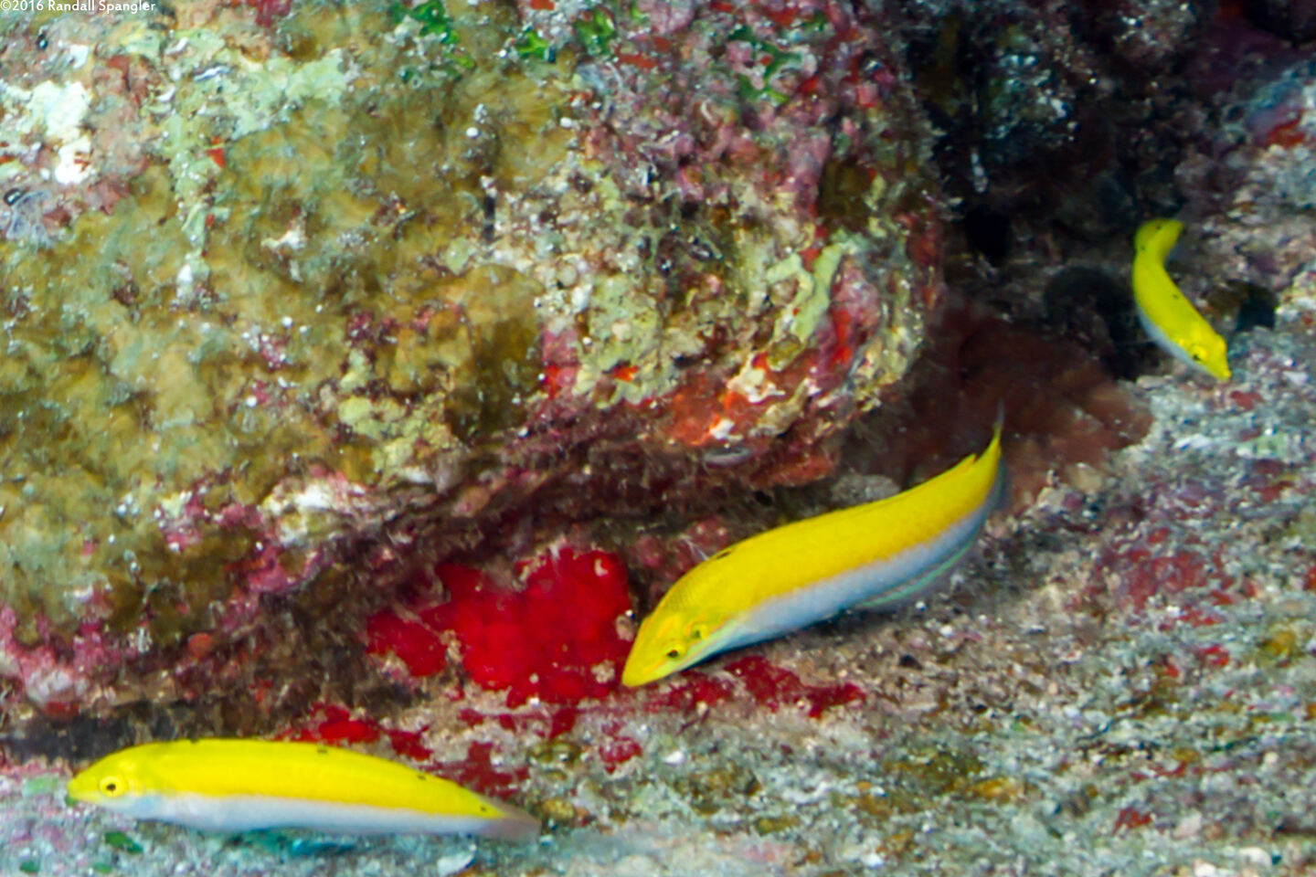 Halichoeres leucoxanthus (Canarytop Wrasse)