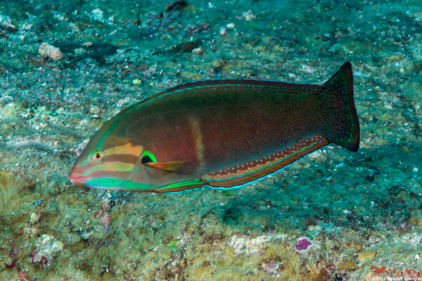 Coris cuvieri (African Coris)