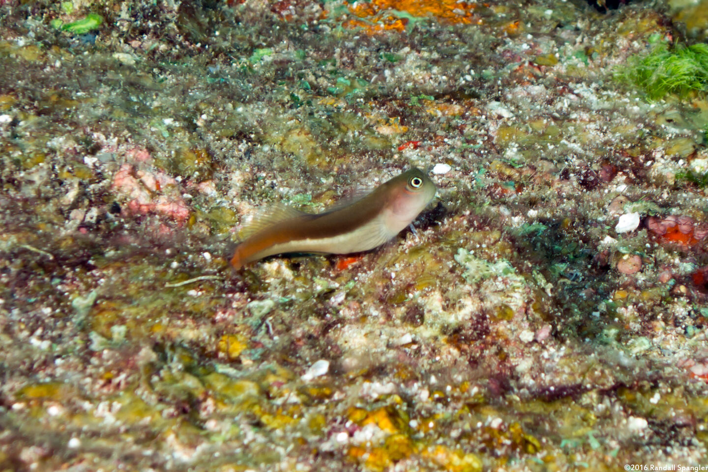 Ecsenius bicolor (Bicolor Coralblenny)