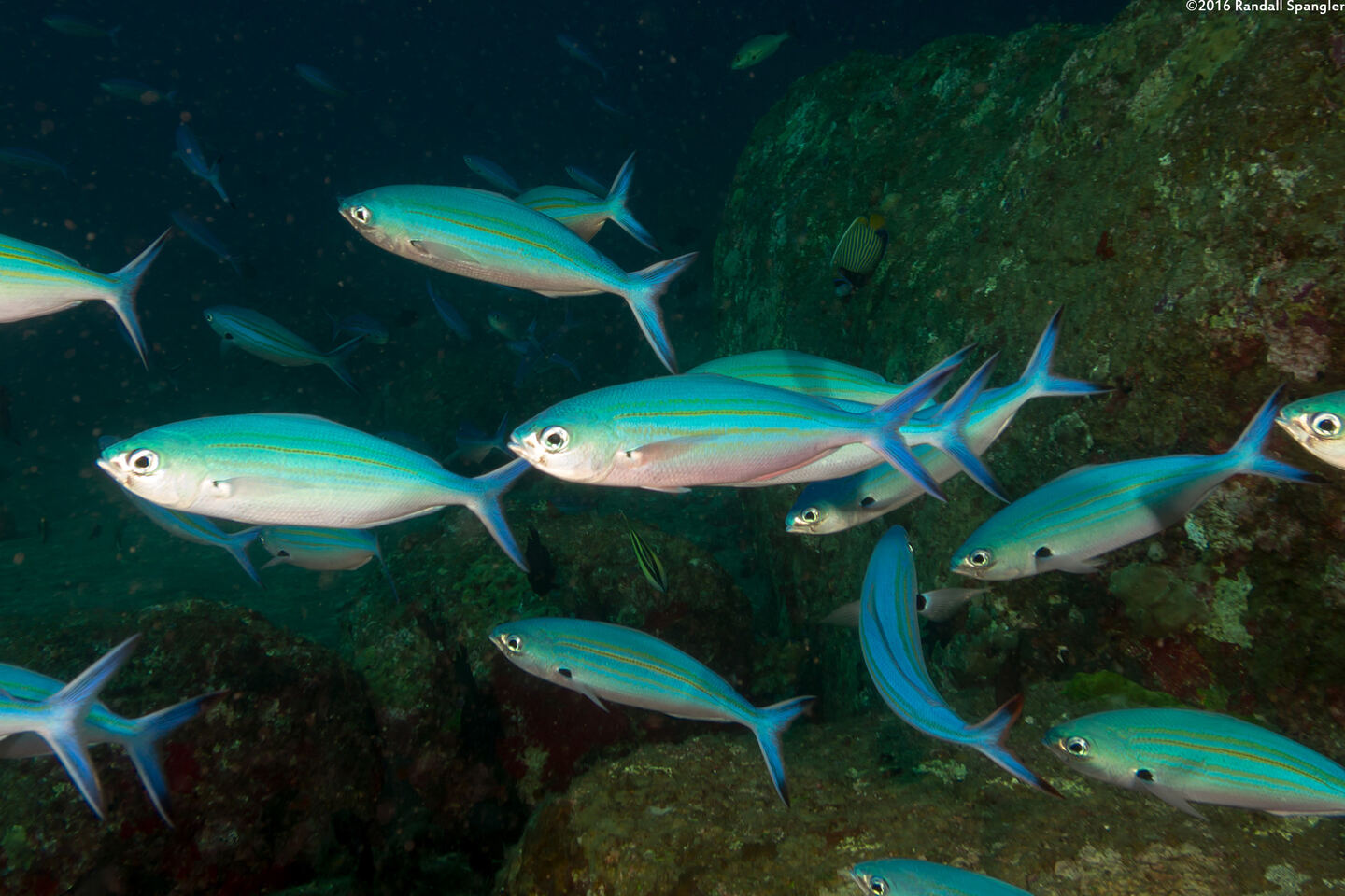 Caesio varilineata (Variable-Lined Fusilier)