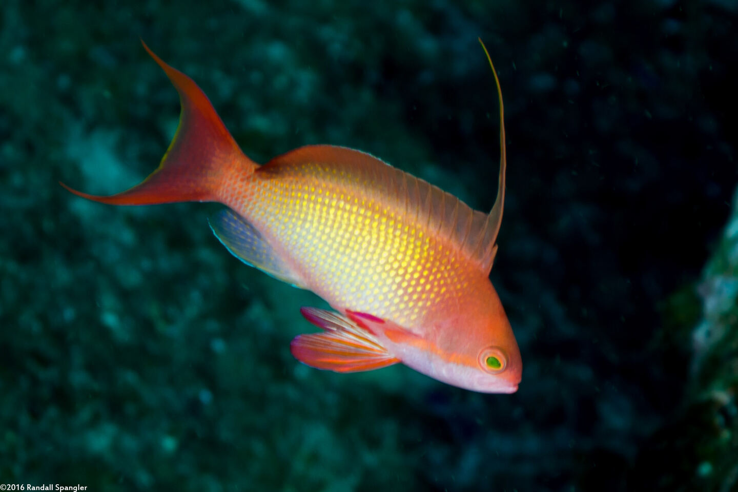 Pseudanthias squamipinnis (Scalefin Anthias)