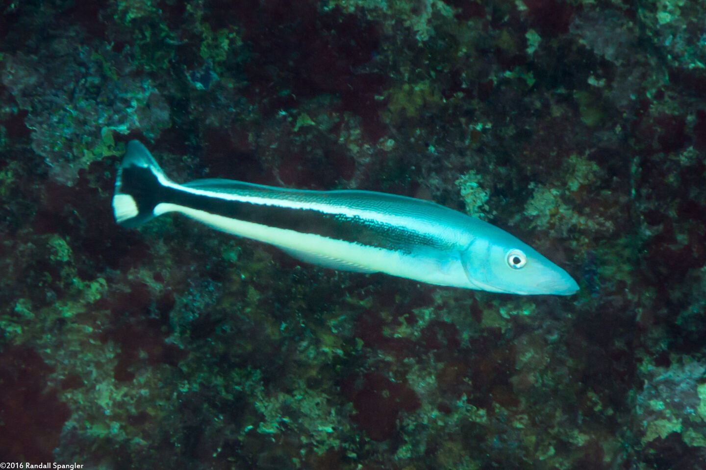 Malacanthus latovittatus (Blue Blanquillo)