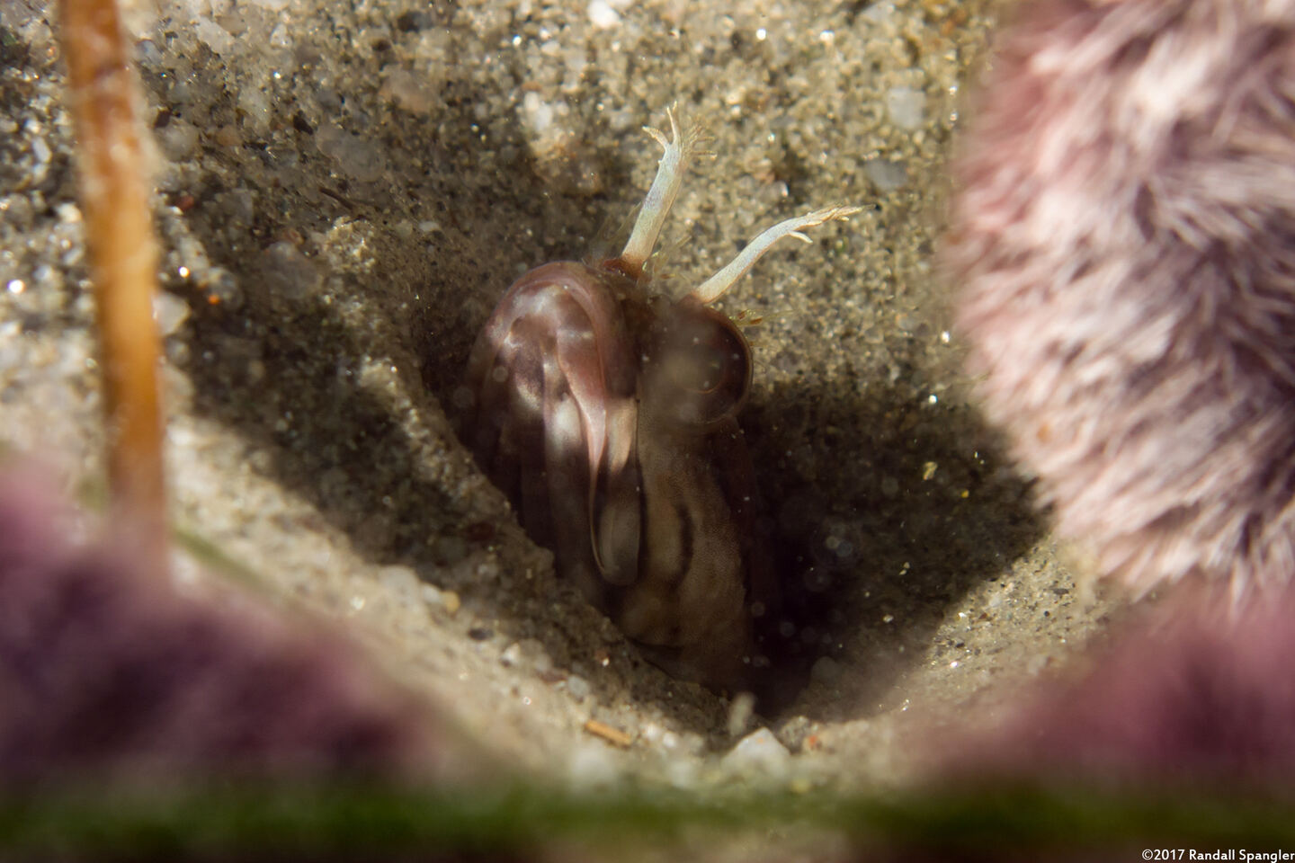 Neoclinus uninotatus (Onespot Fringehead)