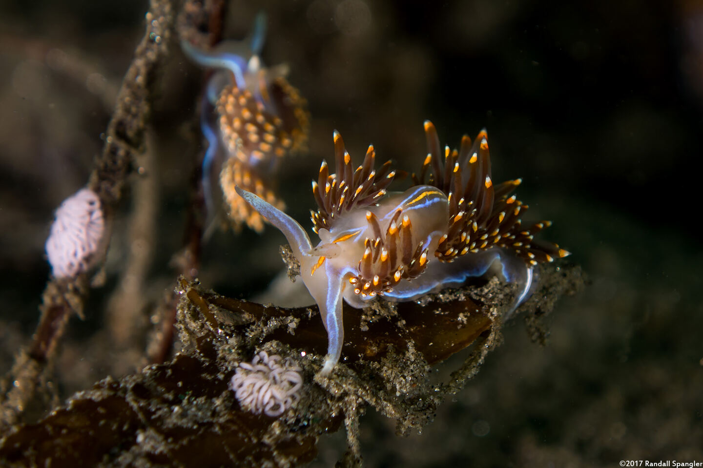 Hermissenda opalescens (Opalescent Nudibranch); Laying eggs