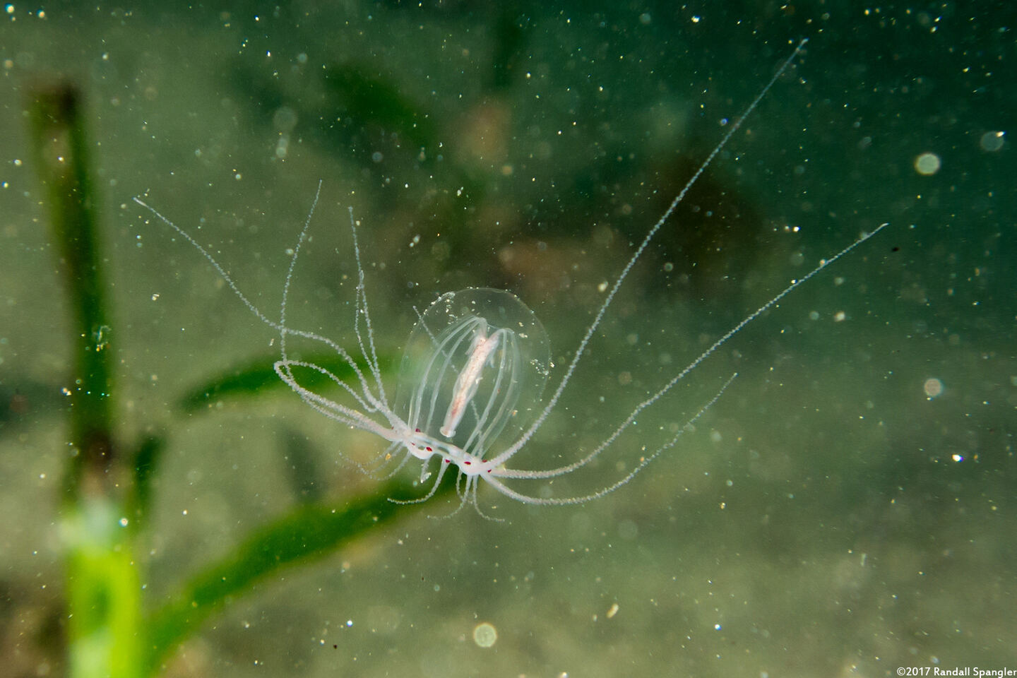 Polyorchis penicillatus (Bell Medusa)