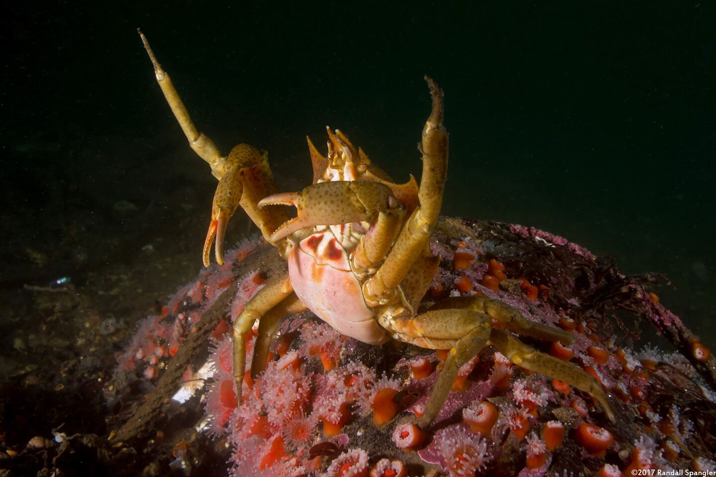Pugettia producta (Northern Kelp Crab)
