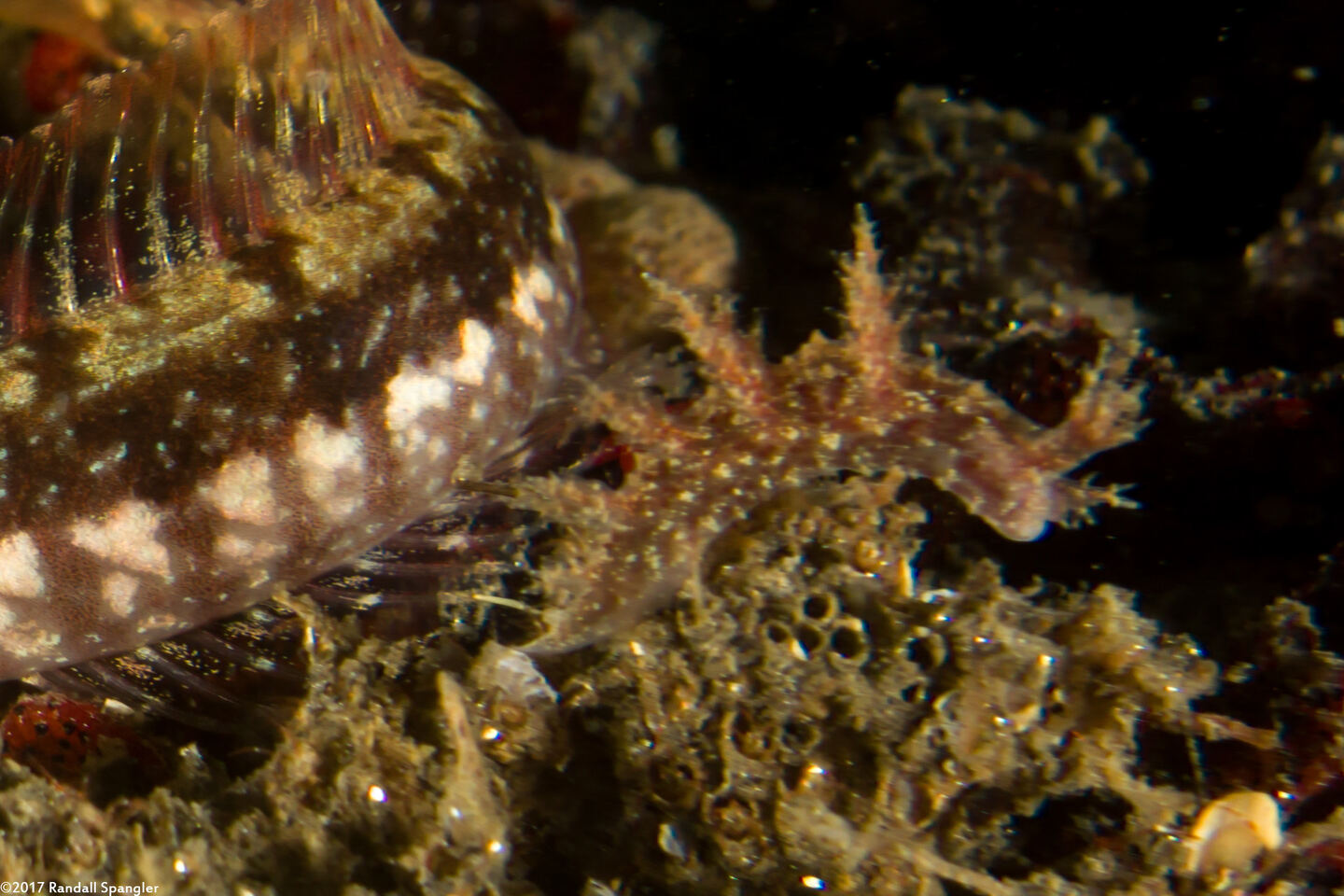 Dendronotus venustus (Branched Dendronotus)