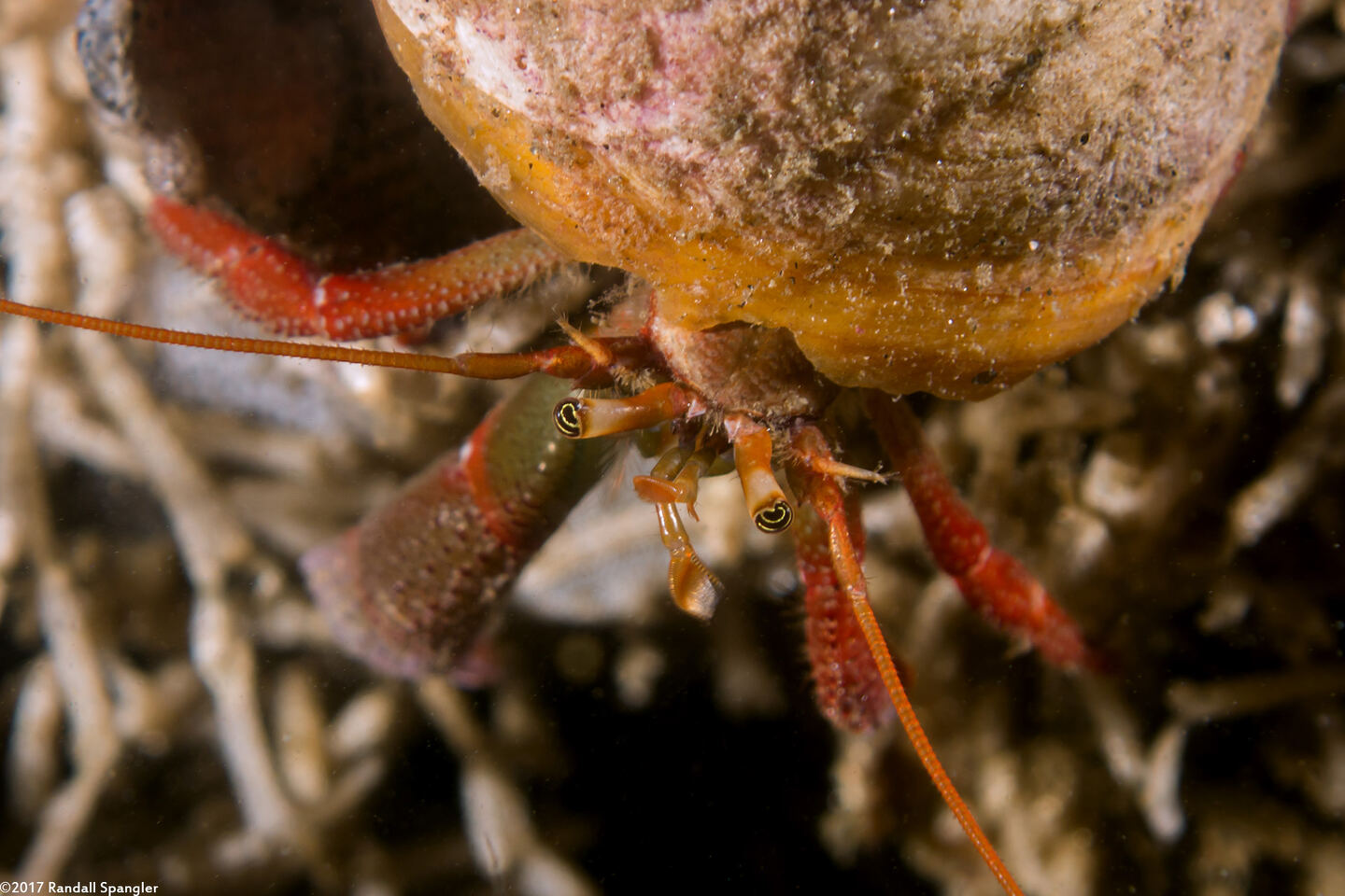 Pagurus hemphilli (Maroon Hermit Crab)