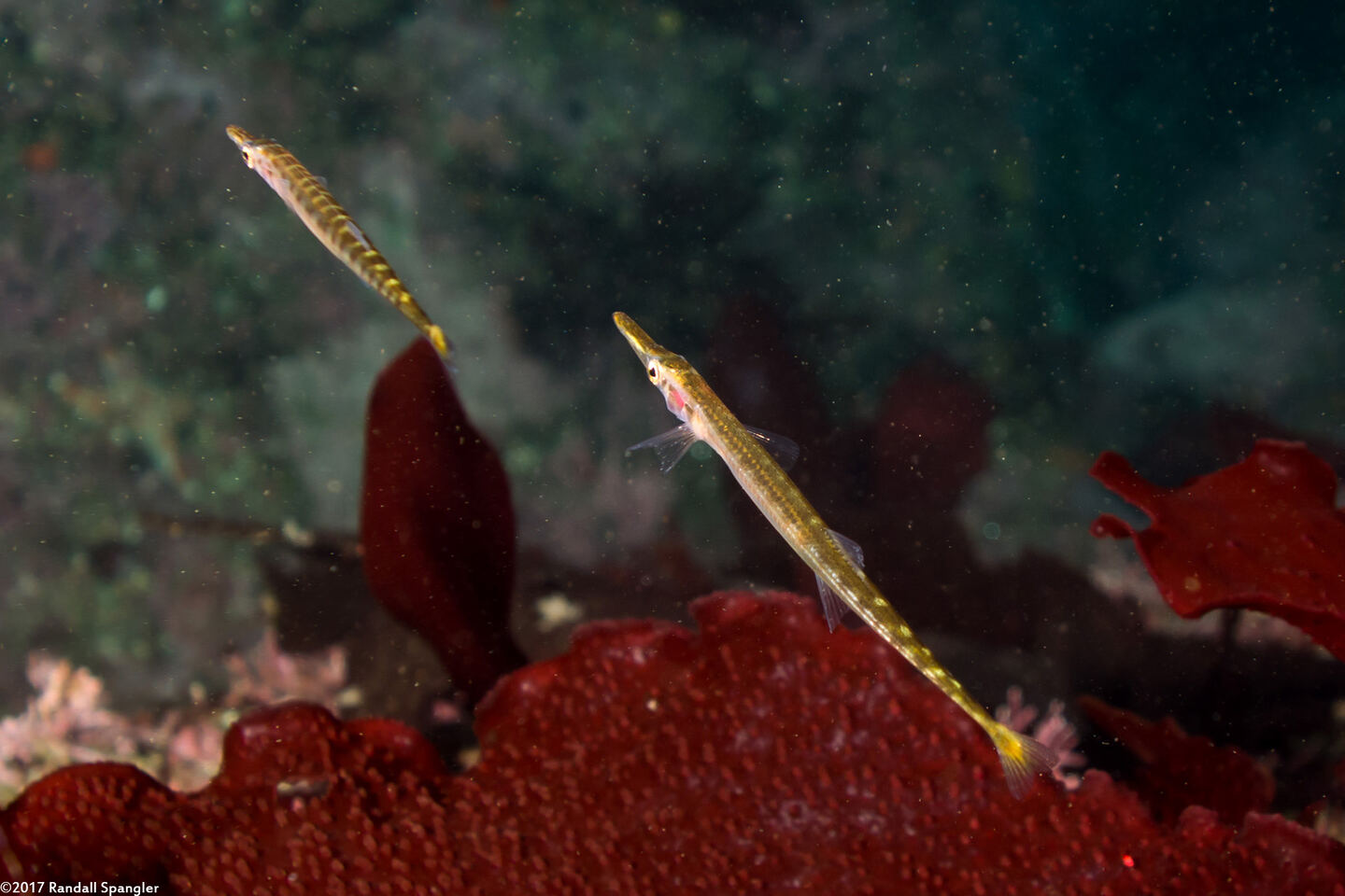 Aulorhynchus flavidus (Tubesnout)