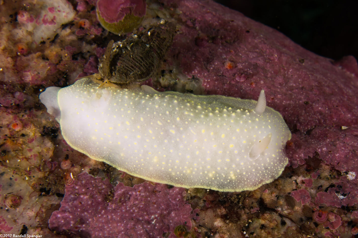 Cadlina luteomarginata (Yellow Margin Cadlina)