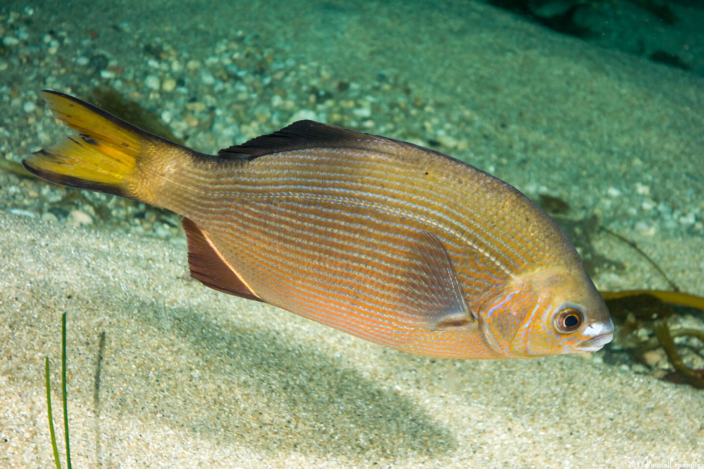 Embiotoca lateralis (Striped Seaperch)