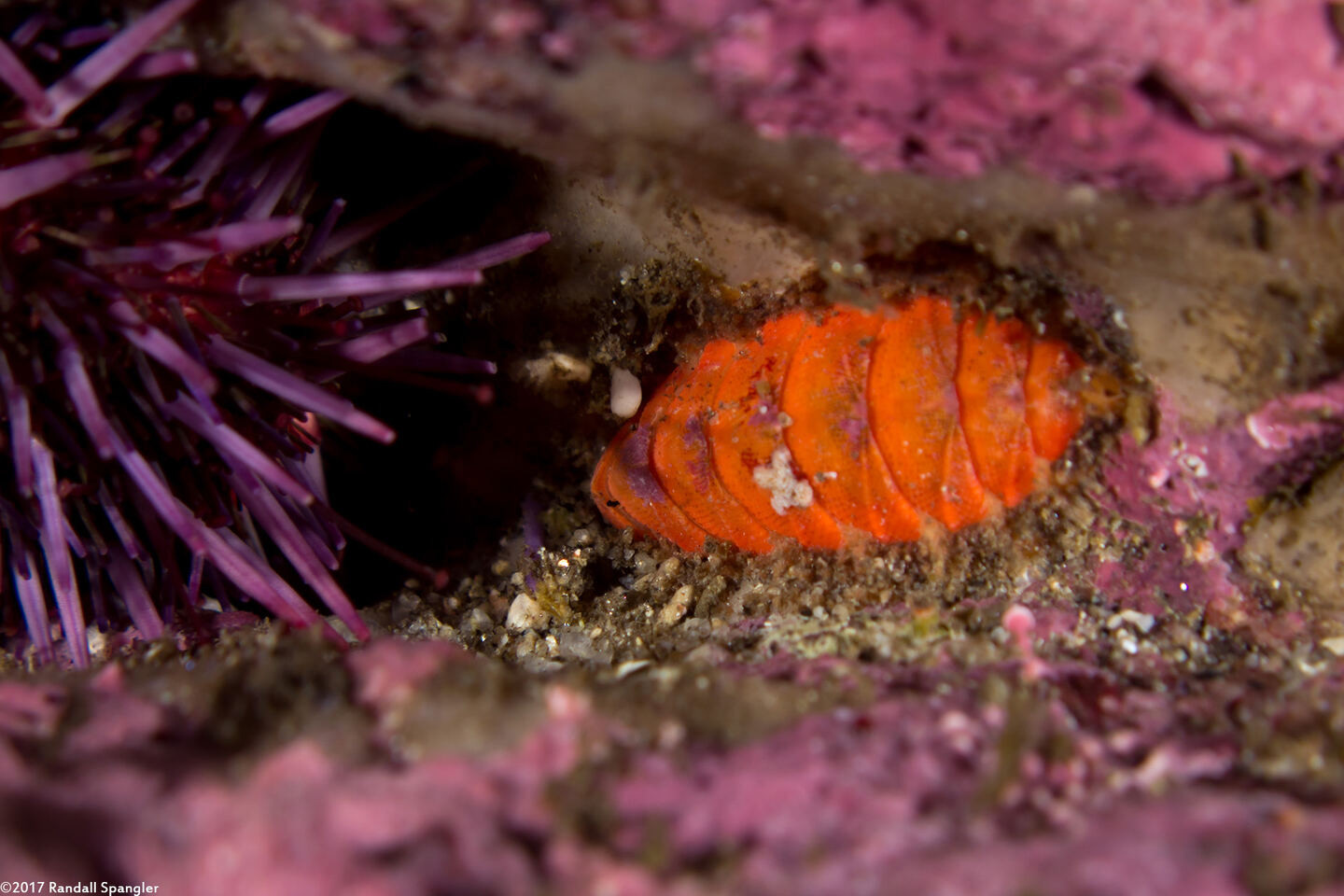 Mopalia ciliata (Hairy Chiton)