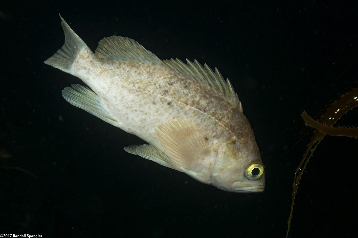 Sebastes atrovirens (Kelp Rockfish)