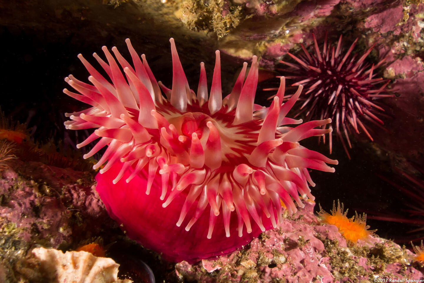 Urticina piscivora (Fish-Eating Urticina)