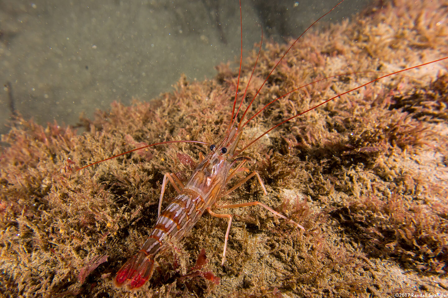 Lysmata californica (Red Rock Shrimp)