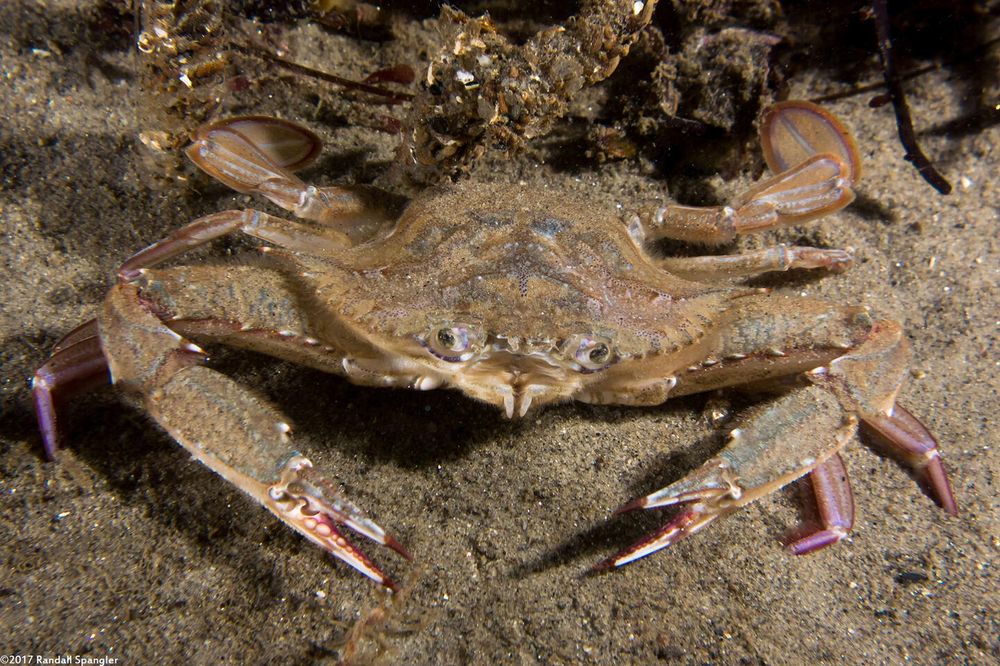 Achelous xantusii (Xantus' Swimming Crab)