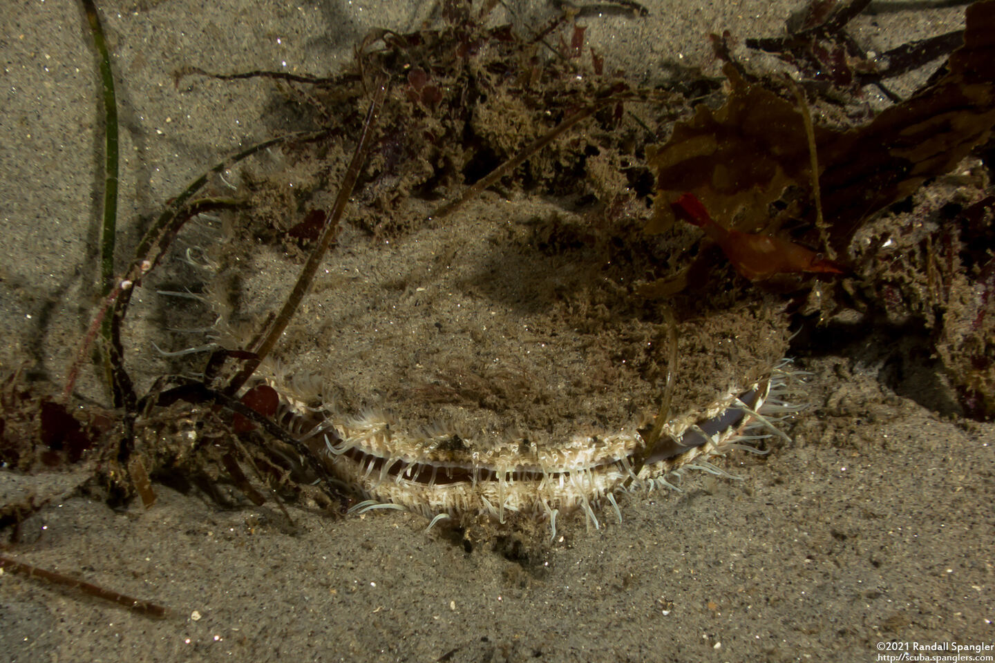 Patinopecten caurinus (Giant Pacific Scallop)