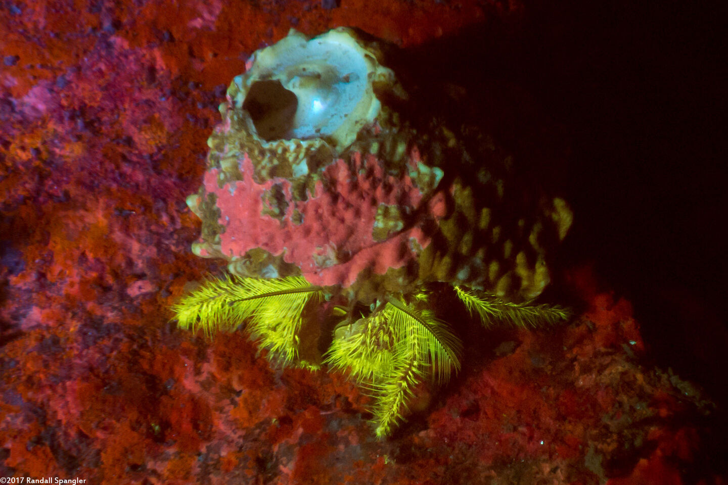 Paguristes ulreyi (Furry Hermit Crab)