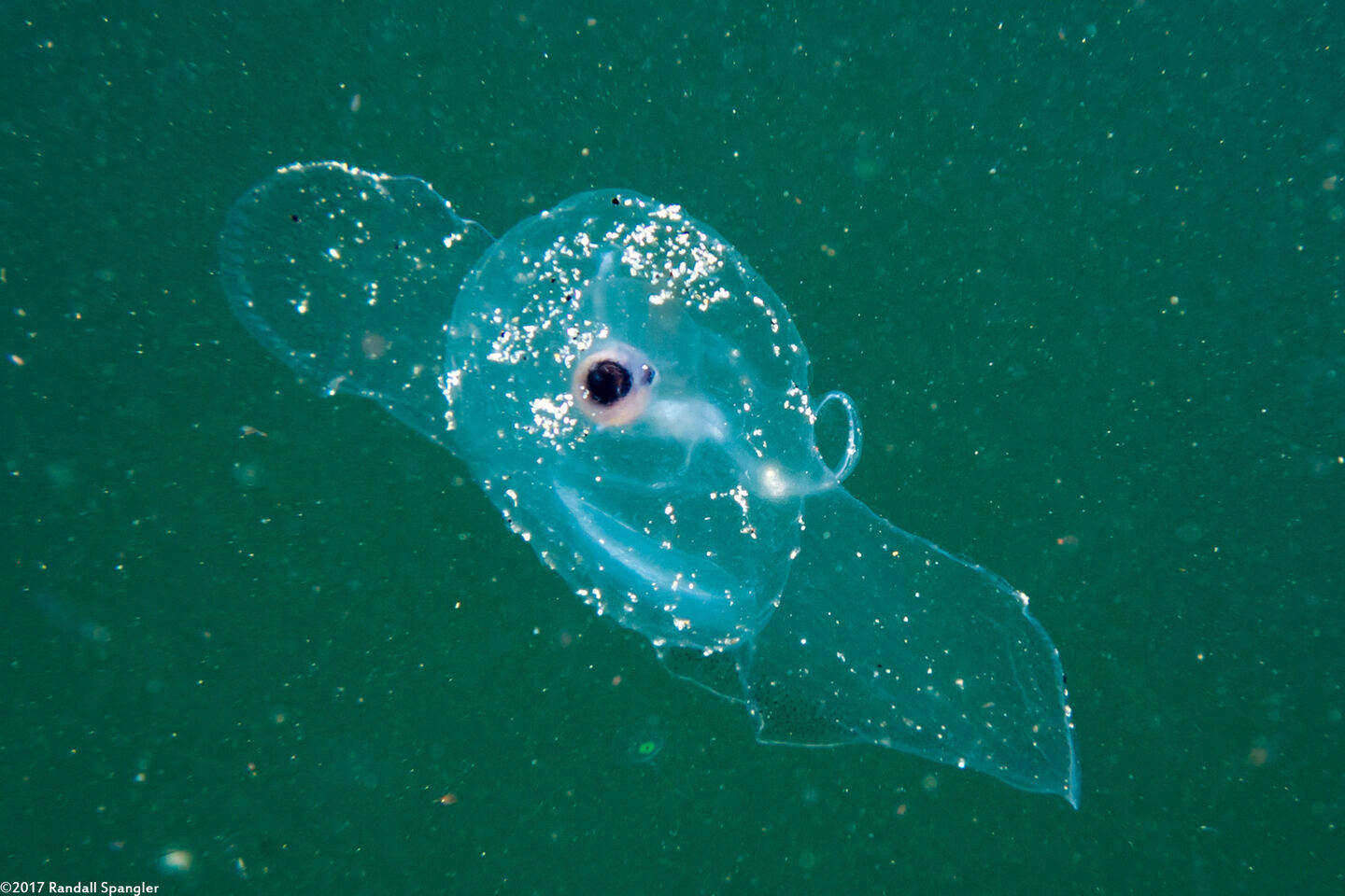 Corolla spectabilis (Sea Butterfly)