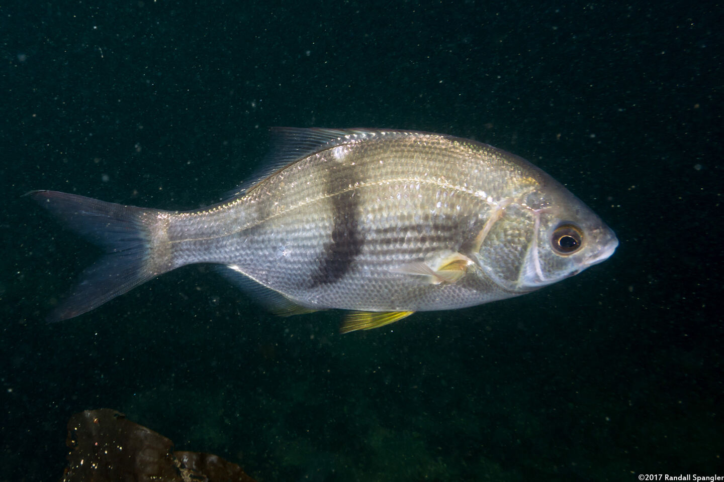 Rhacochilus vacca (Pile Perch)