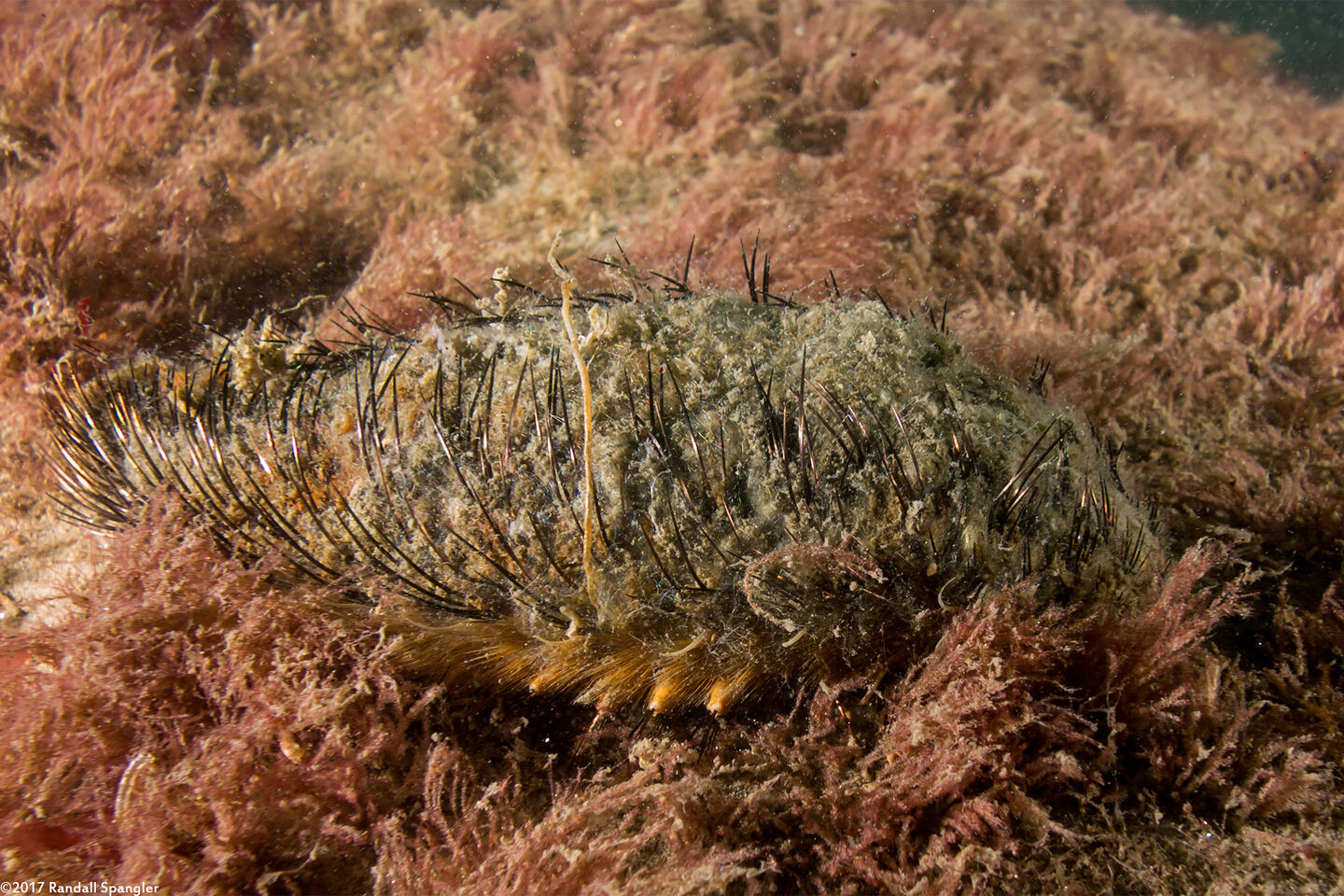 Aphrodita japonica (Sea Mouse)