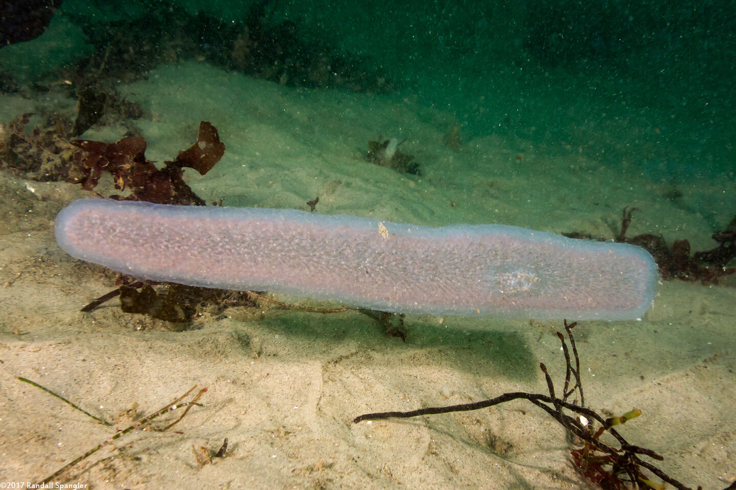 Pyrosoma atlanticum (Pyrosome)