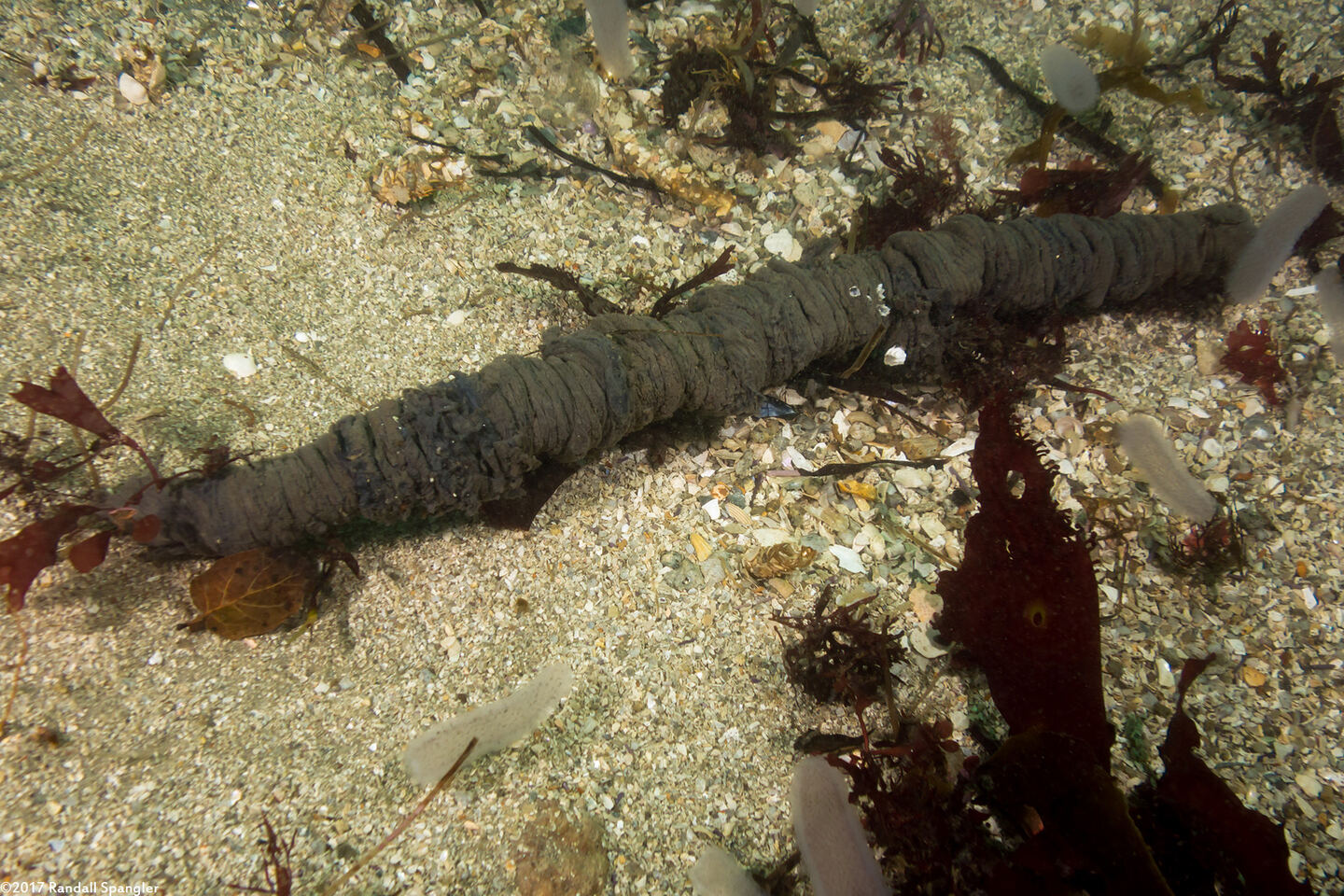 Pachycerianthus fimbriatus (Tube-Dwelling Anemone); There's a lot more of the anemone under the sand.  This is one that was exposed by sand movement during winter storms.