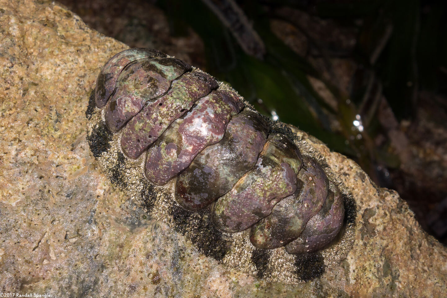 Acanthopleura granulata (West Indian Fuzzy Chiton)