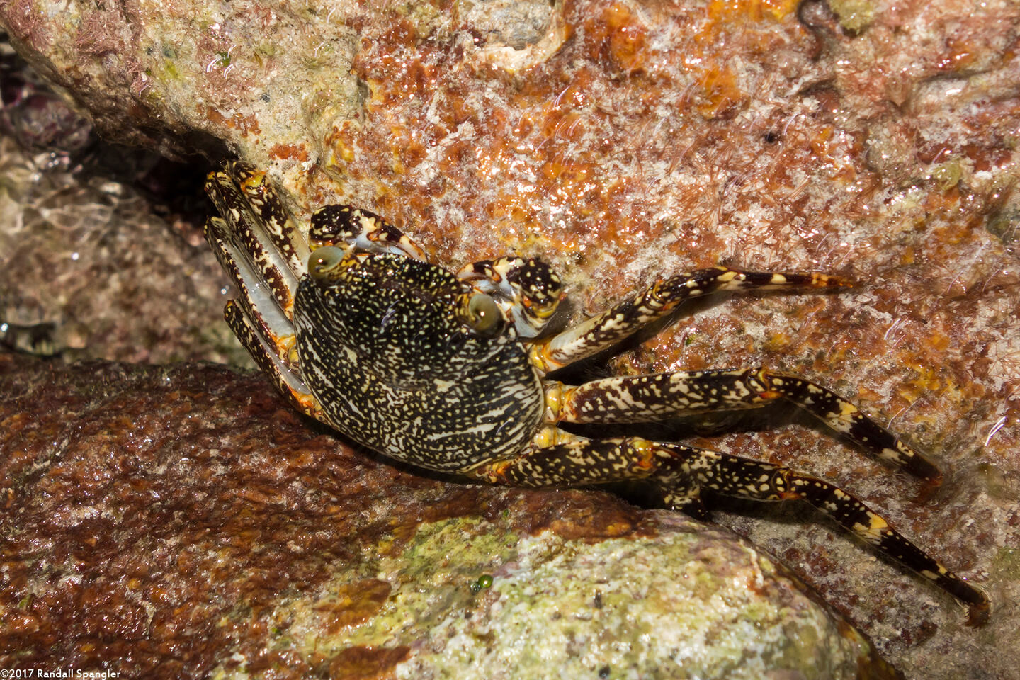 Plagusia depressa (Tidal Spray Crab)