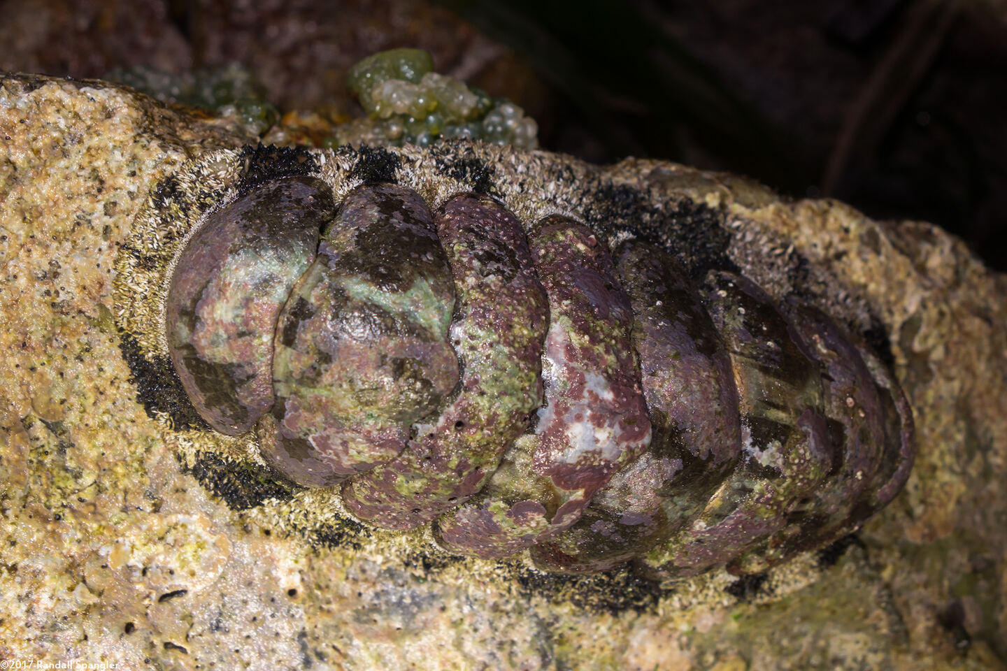 Acanthopleura granulata (West Indian Fuzzy Chiton)