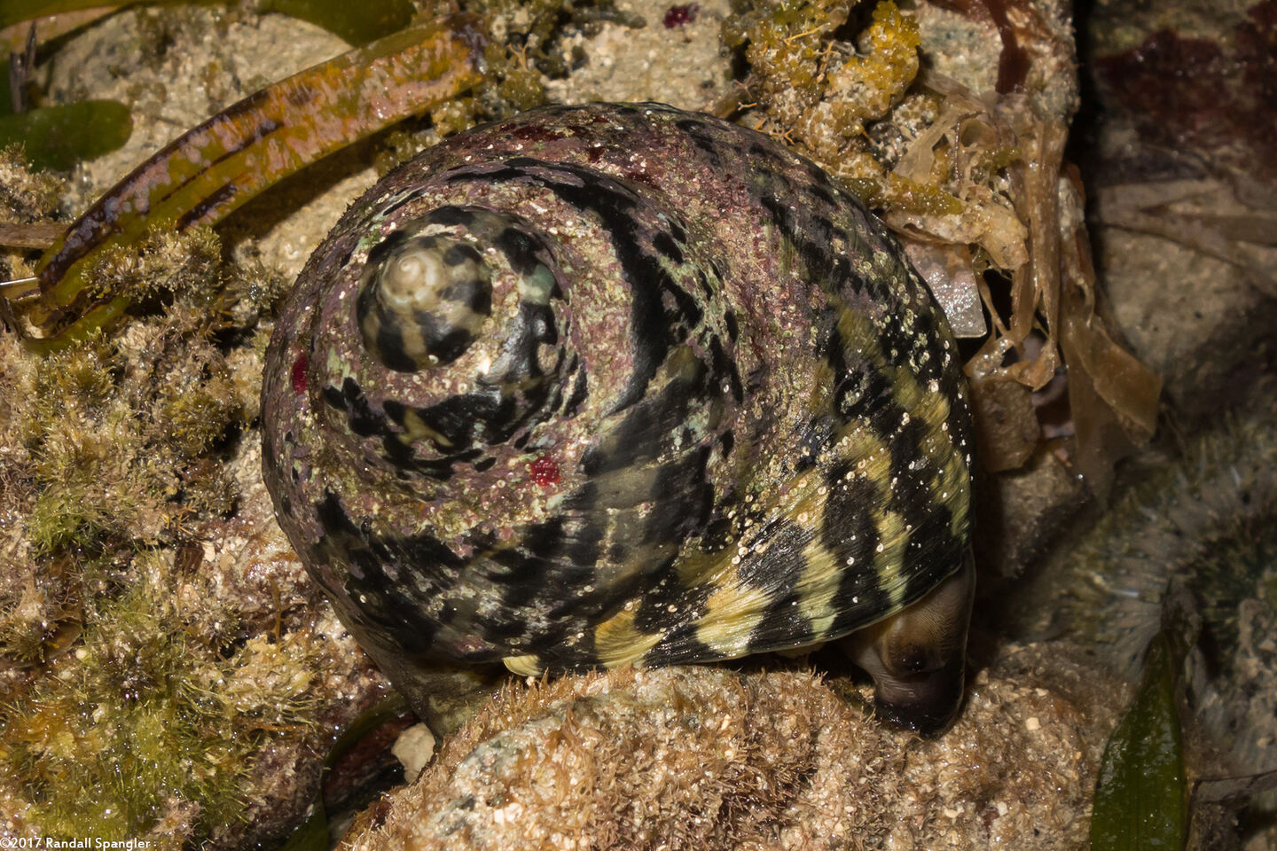 Cittarium pica (West Indian Top Snail)