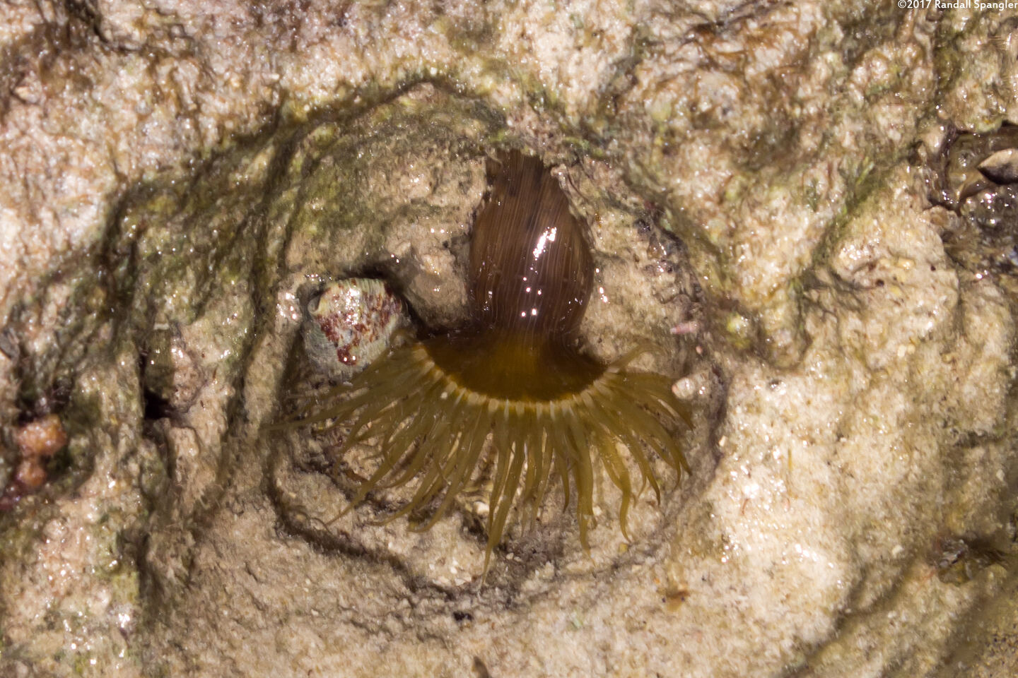 Exaiptasia diaphana (Pale Anemone)