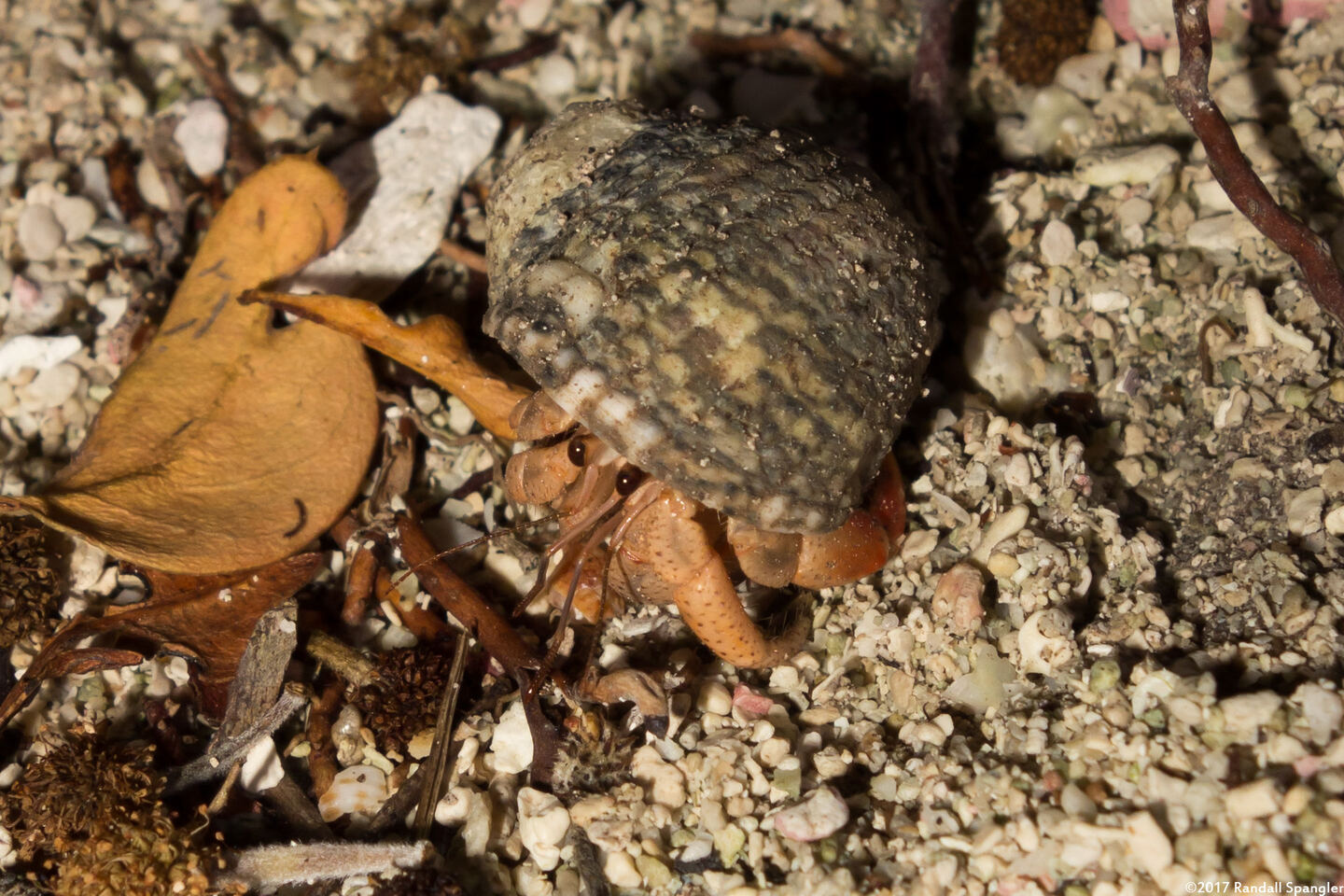 Coenobita clypeatus (Caribbean Hermit Crab)