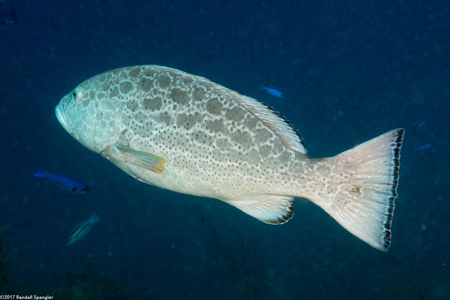 Mycteroperca venenosa (Yellowfin Grouper)