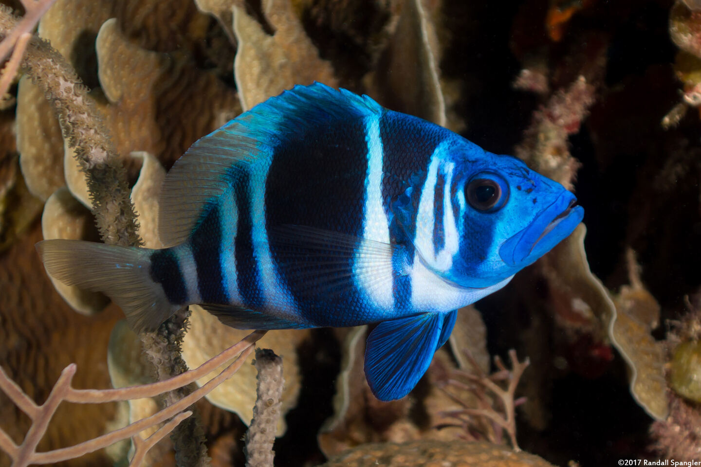 Hypoplectrus indigo (Indigo Hamlet)