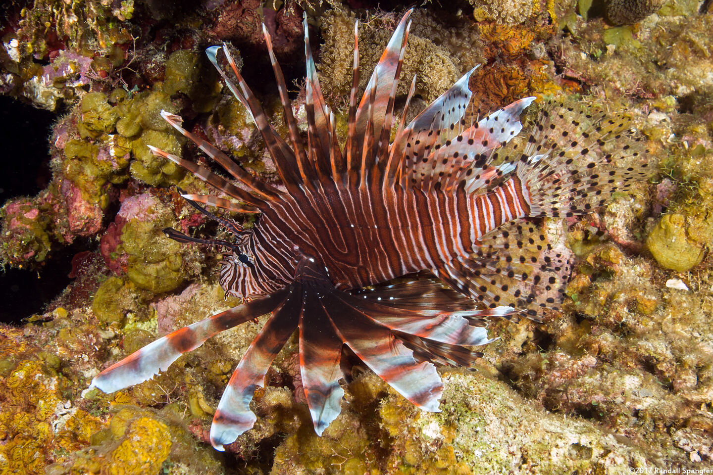 Pterois volitans (Red Lionfish)