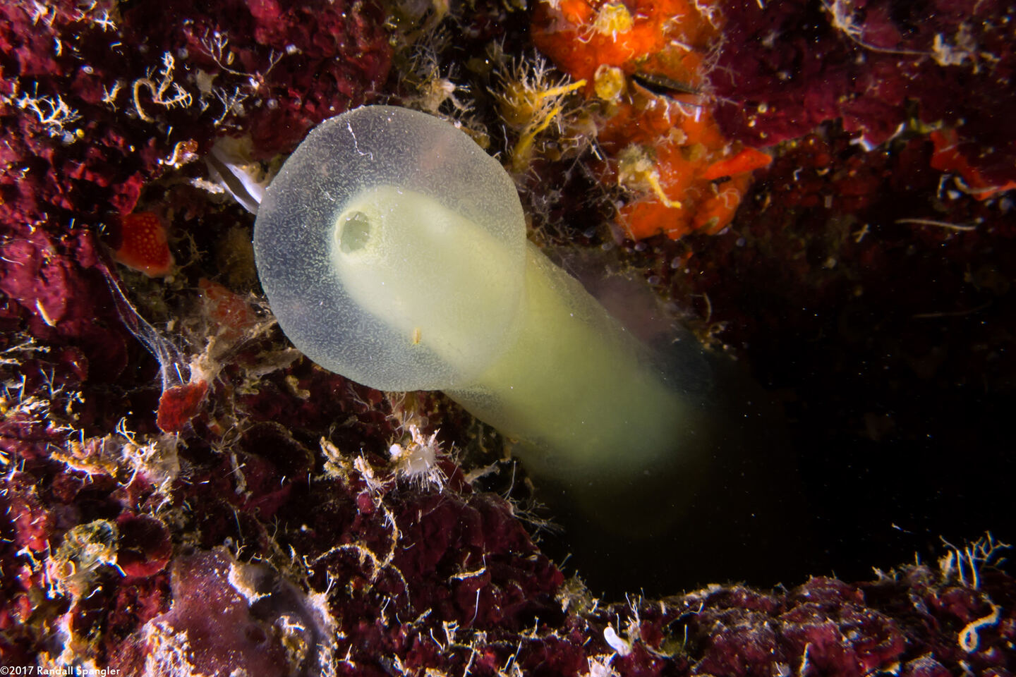 Ascidia sydneiensis (Yellow-Green Sea Squirt)