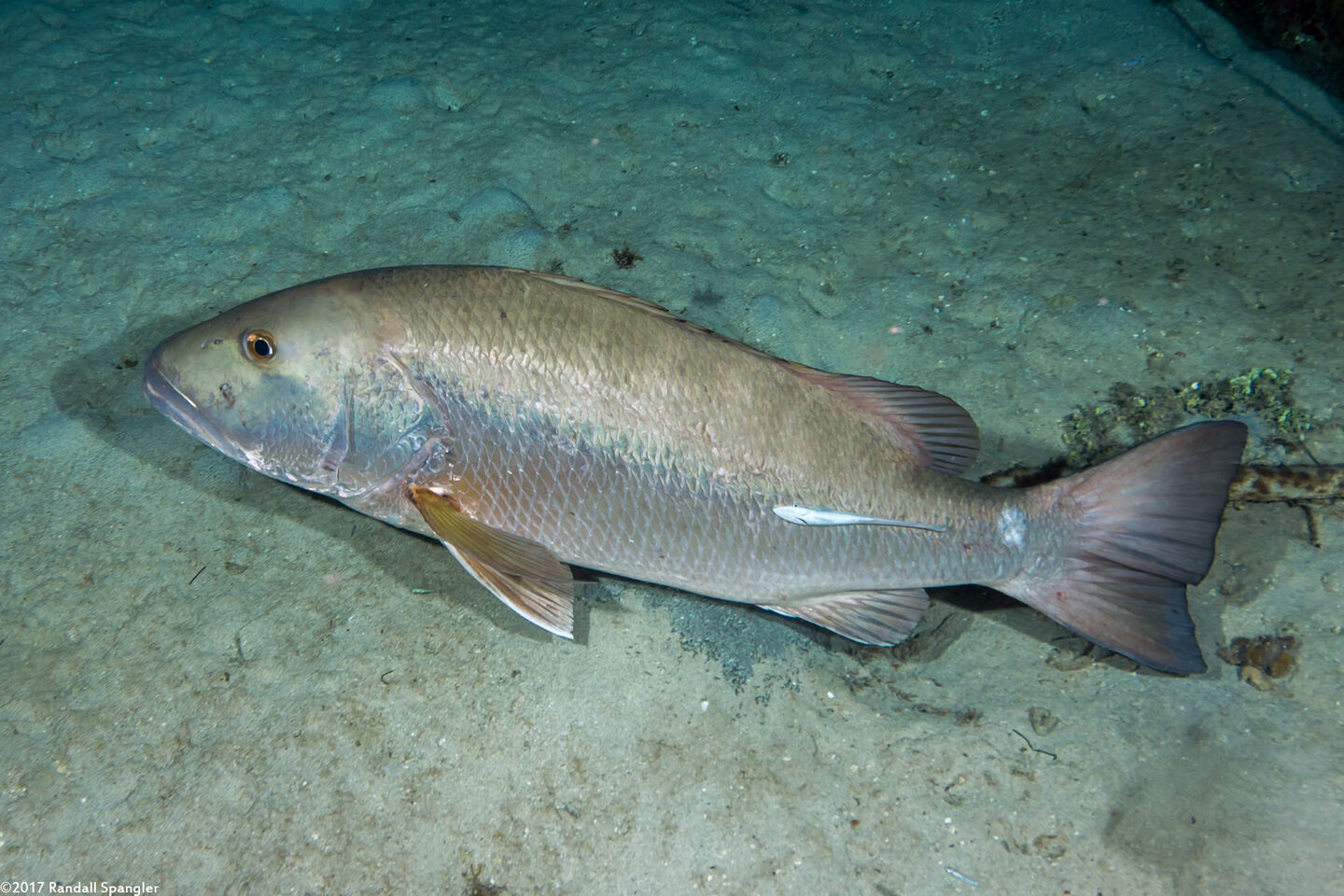 Lutjanus cyanopterus (Cubera Snapper)