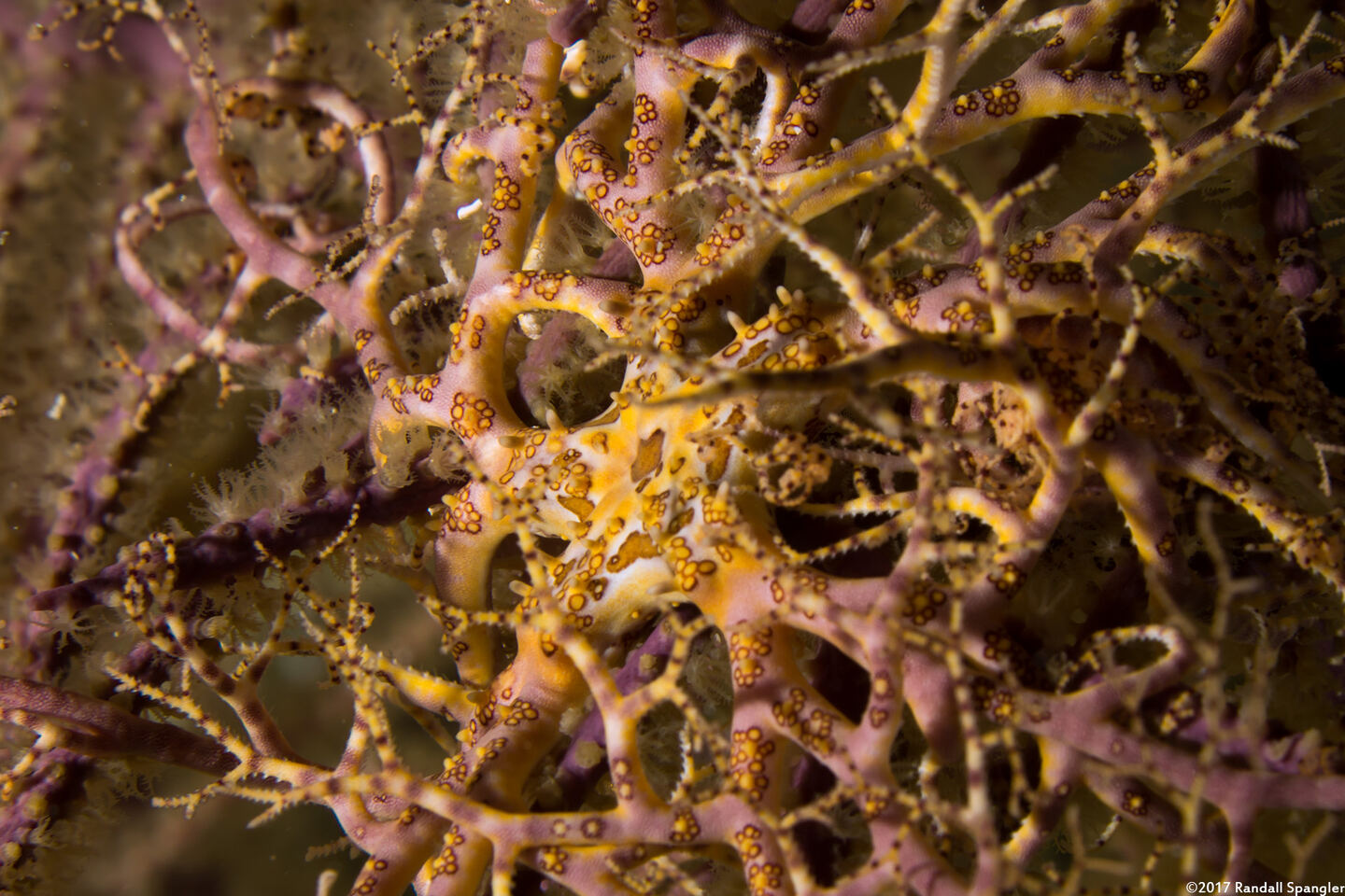 Astrophyton muricatum (Giant Basket Star)