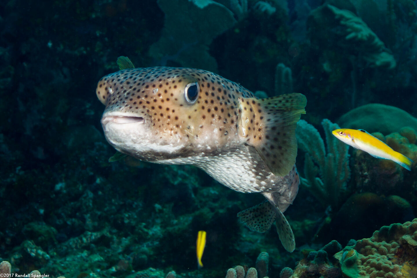 Diodon hystrix (Porcupinefish)