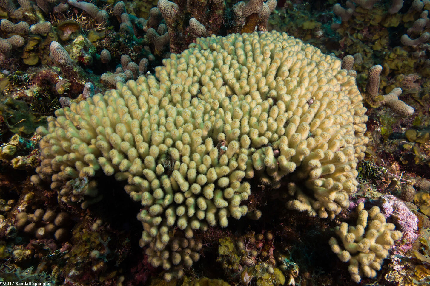 Madracis auretenra (Yellow Pencil Coral)