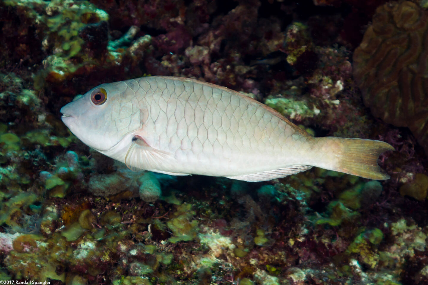 Sparisoma chrysopterum (Redtail Parrotfish)