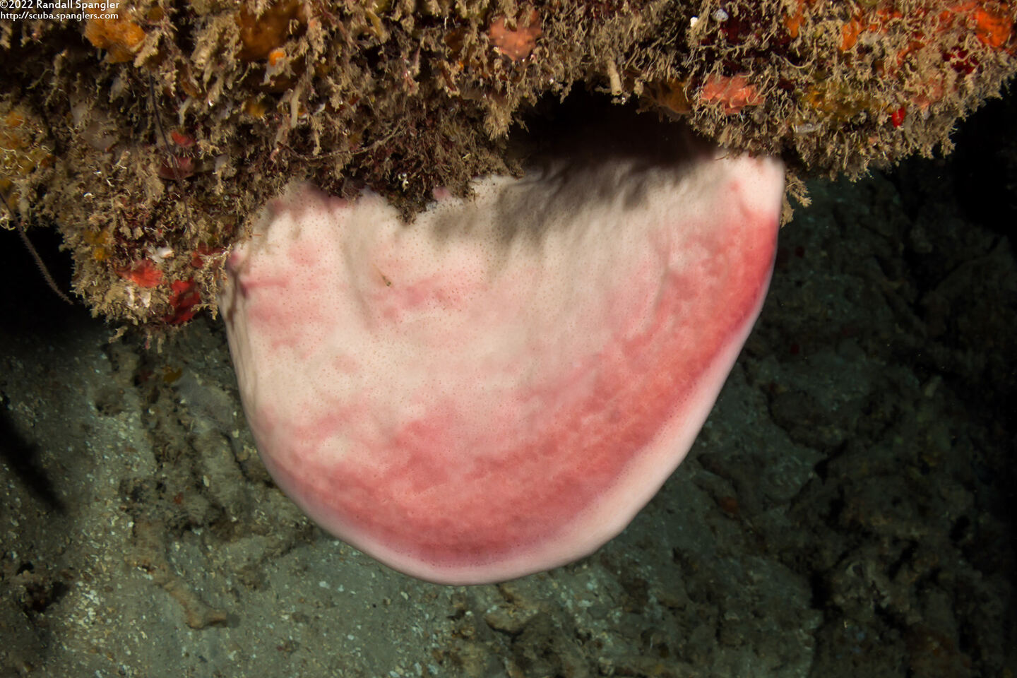 Petrosia pellasarca (Petrosia Pellasarca)