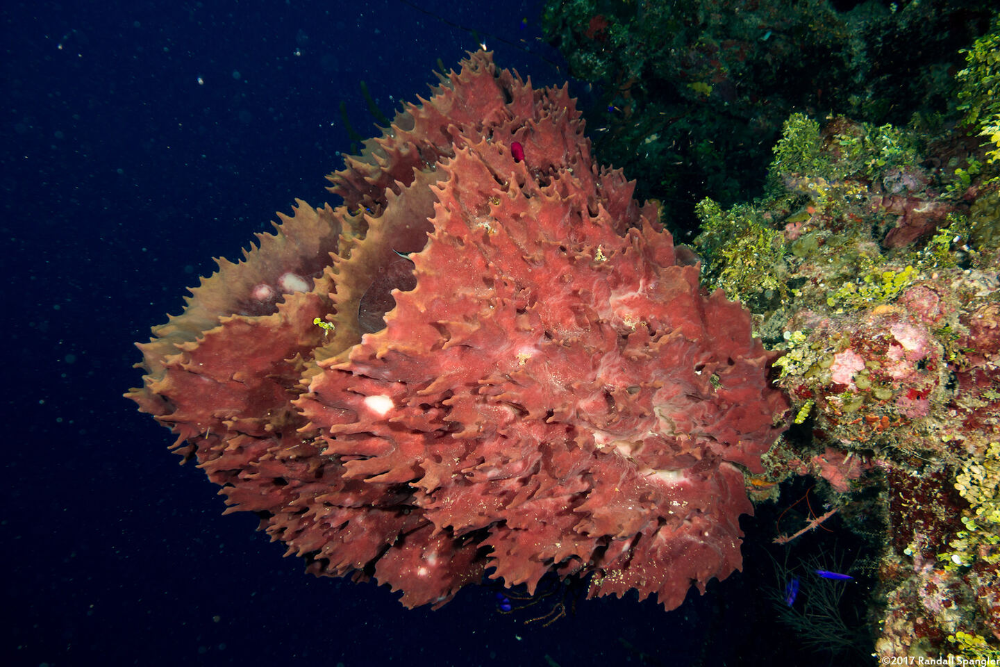Xestospongia muta (Giant Barrel Sponge)