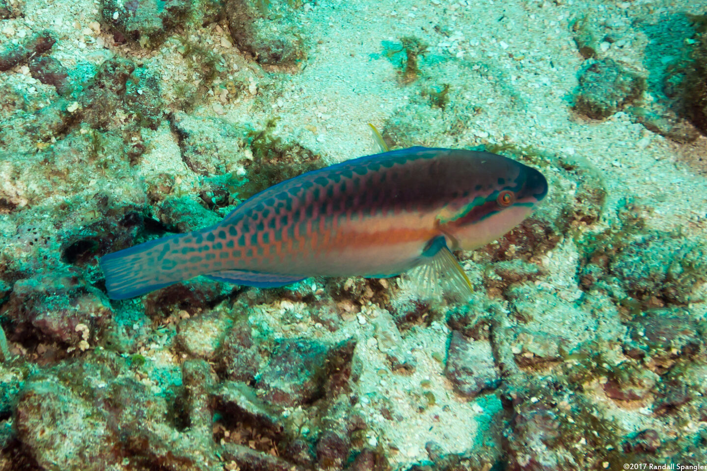 Scarus iseri (Striped Parrotfish)