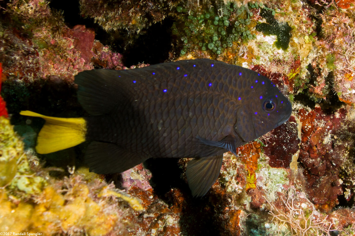 Microspathodon chrysurus (Yellowtail Damselfish)