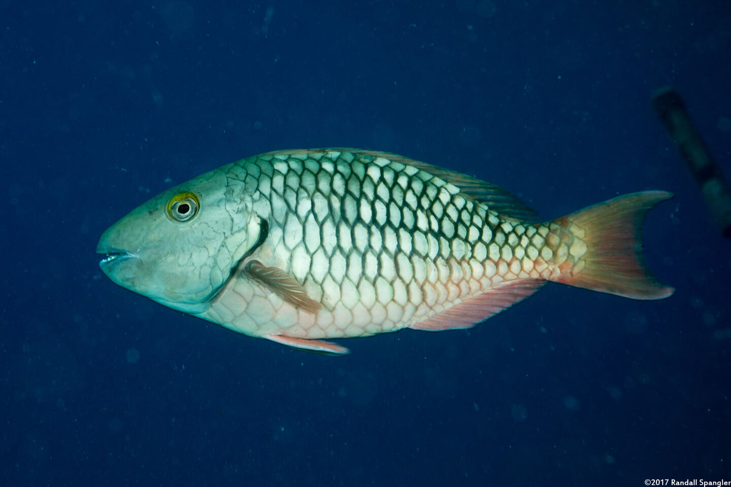Sparisoma chrysopterum (Redtail Parrotfish)